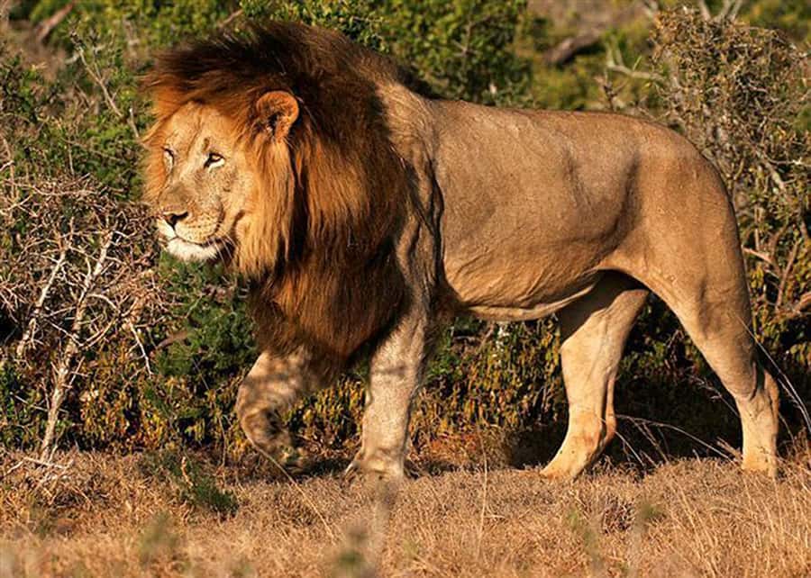 From Cape Town: 5-Day Best of Garden Route and Addo Safari - What to pack and who should book