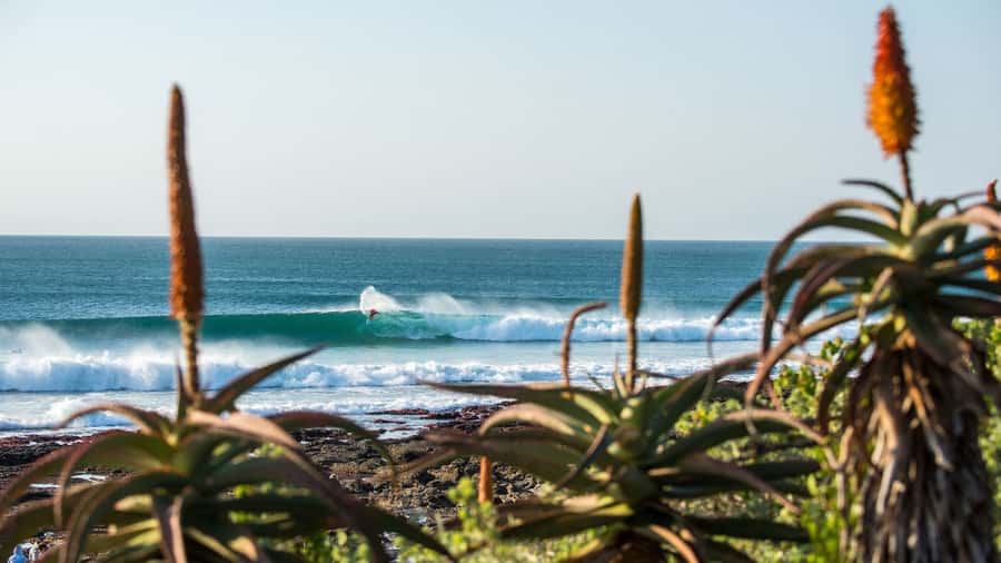 From Cape Town: 5-Day Best of Garden Route and Addo Safari - The honest picture: a lot of South Africa in five days