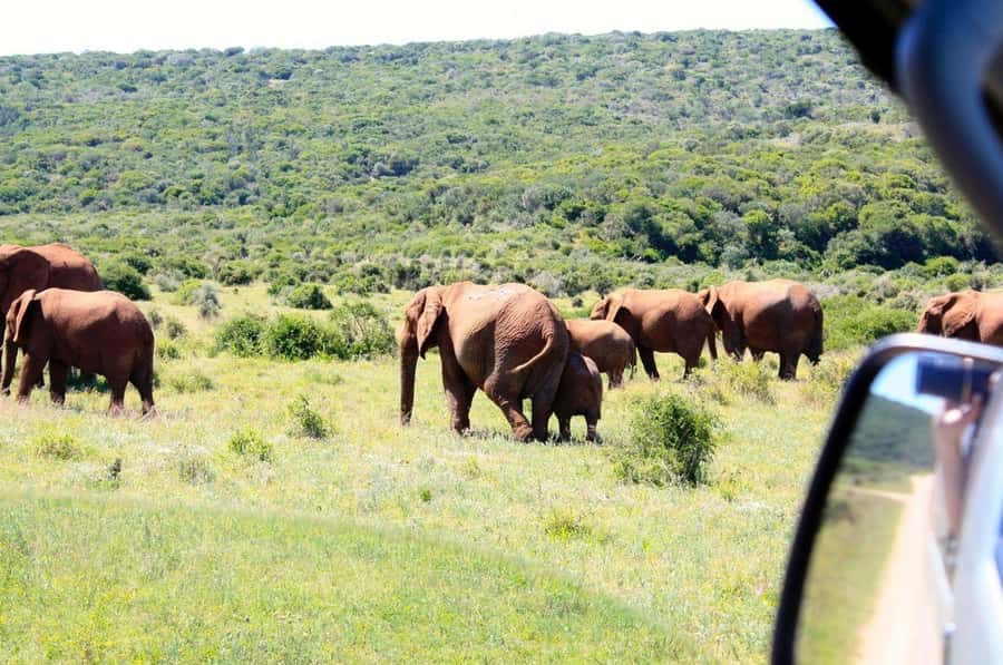 From Cape Town: 5-Day Best of Garden Route and Addo Safari - Day 2: Cango Caves and old-fashioned roadside food