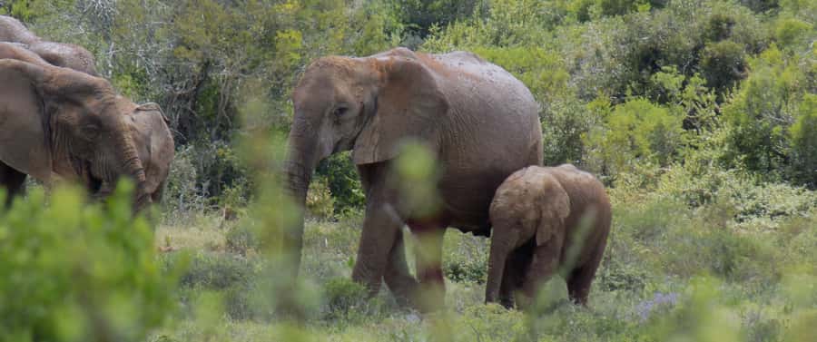 From Cape Town: 5-Day Best of Garden Route and Addo Safari - Day 3: Addo elephants, then a beach evening in Jeffreys Bay