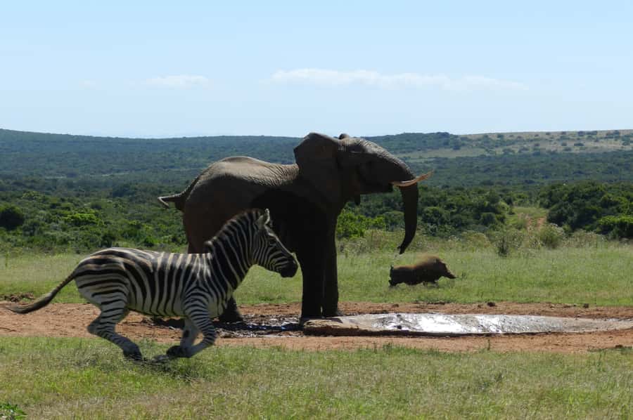 From Cape Town: 5-Day Garden Route & Addo Elephant Park Tour - A fast-moving route from Cape Town to the eastern Garden Route