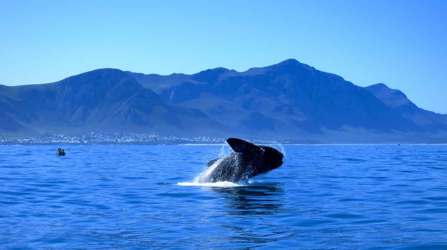 From Cape Town: 5-Day Garden Route & Addo Elephant Park Tour - Day three: the Tsitsikamma bridge and Addo elephants