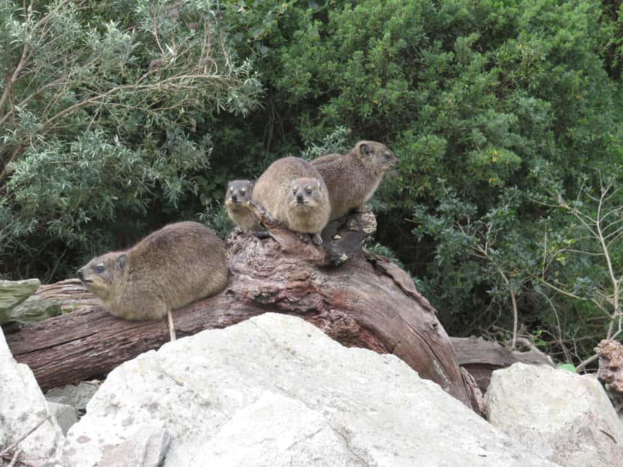 From Cape Town: 5-Day Garden Route & Addo Elephant Park Tour - Day five: an early drive, Hermanus and False Bay