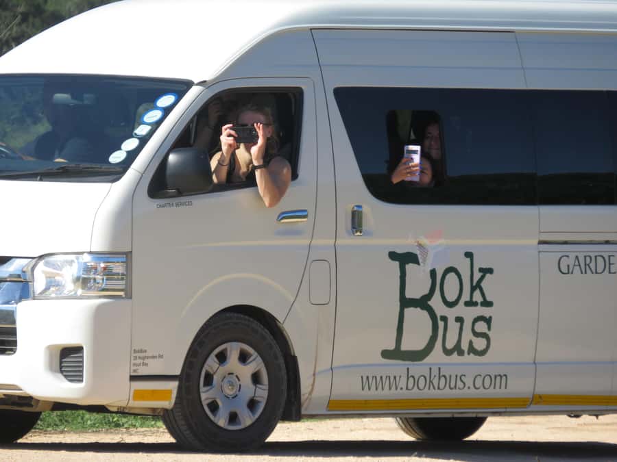 From Cape Town: 5-Day Garden Route & Addo Elephant Park Tour - What $931 includes, and what it does not