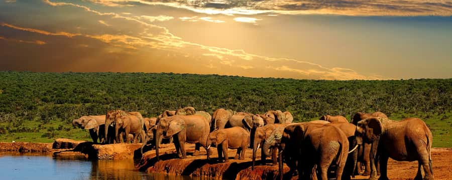 From Cape Town: 5-Day Garden Route & Addo Elephant Park Tour - Day two: crossing to Knysna and Storms River
