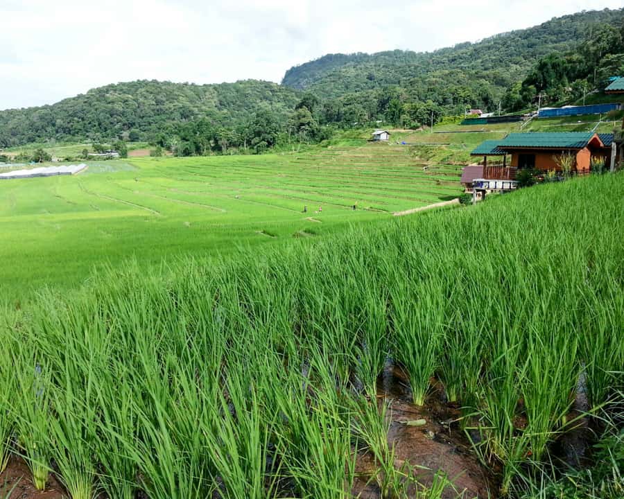 From Chiang Mai: Doi Inthanon National Park Day Trip & Hike - Quick takeaways