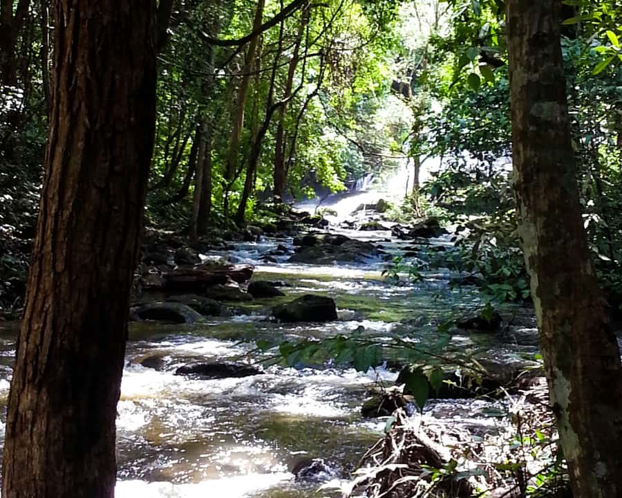 From Chiang Mai: Doi Inthanon National Park Day Trip & Hike - Why this Doi Inthanon day trip works so well