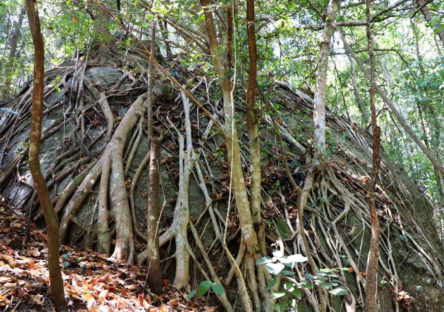 From Chiang Mai: Doi Inthanon National Park Hiking Tour - Key points at a glance