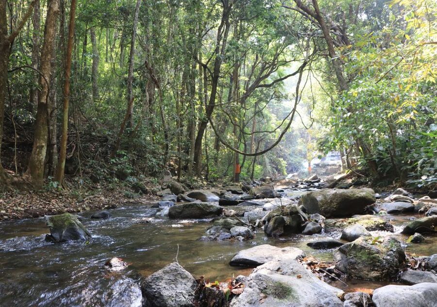 From Chiang Mai: Doi Inthanon National Park Hiking Tour - What the $84 Doi Inthanon tour really gives you