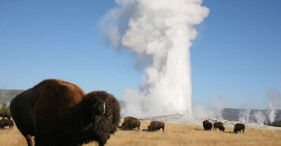 From Cody: Full-Day Yellowstone National Park Tour - Mud Volcano and Hayden Valley show Yellowstone’s wild side