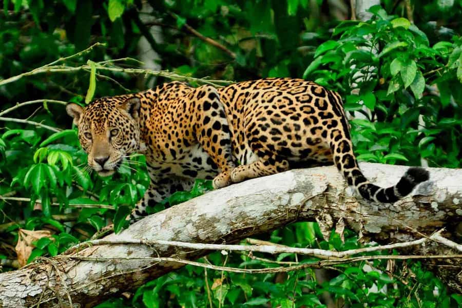 From Cusco: 4-Day Manu National Park Guided Tour - Key points before you book