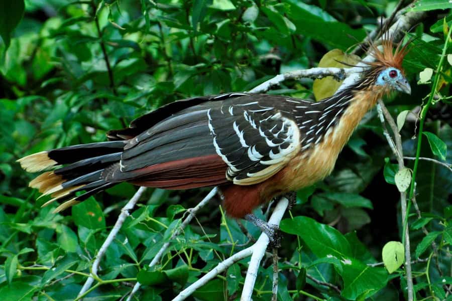 From Cusco: 4-Day Manu National Park Guided Tour - From Cusco to Paucartambo by early morning