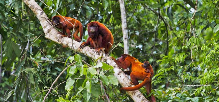 From Cusco: 4-Day Manu National Park Guided Tour - What the $427 price really buys