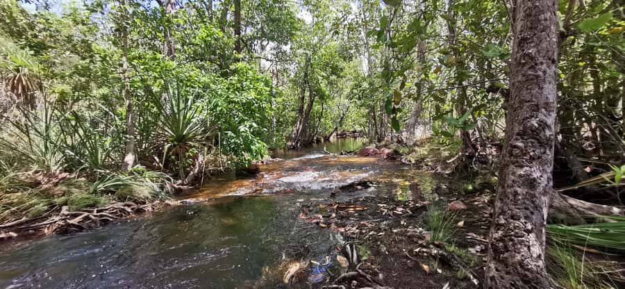 From Darwin: Litchfield National Park Small-Group Day Trip - Berry Springs and the warm-water finish