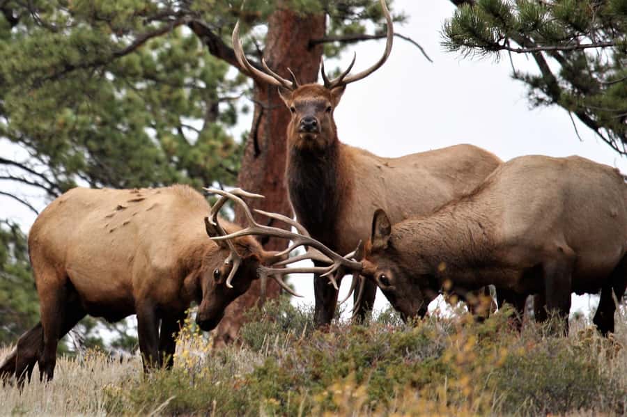 From Denver: Rocky Mountain National Park Day Trip and Lunch - Why this Denver day trip works so well