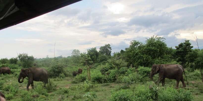 From Ella: All Inclusive Udawalawe National Park Safari - Why Udawalawe is a strong choice from Ella