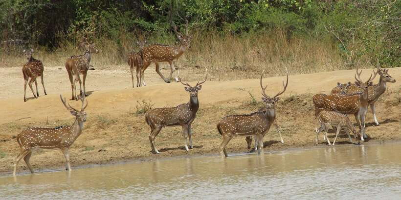 From Ella: All Inclusive Udawalawe National Park Safari - What to bring for a smoother day