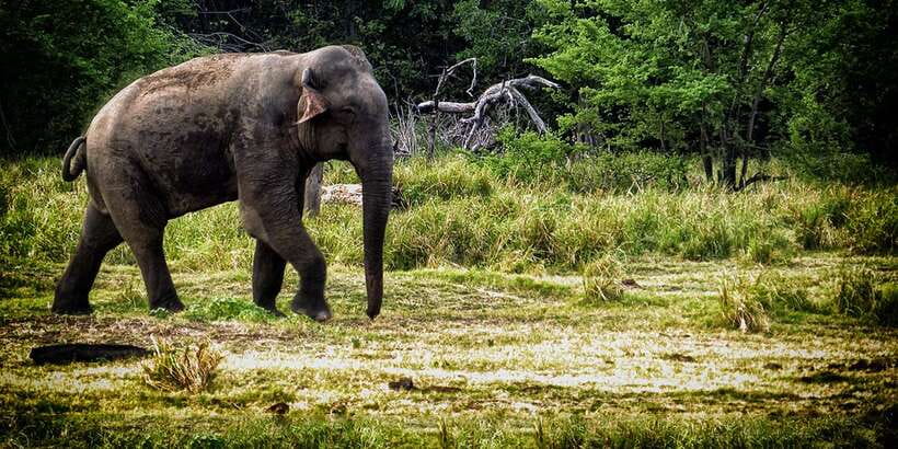 From Ella: All Inclusive Udawalawe National Park Safari - Entering Udawalawe National Park by private jeep