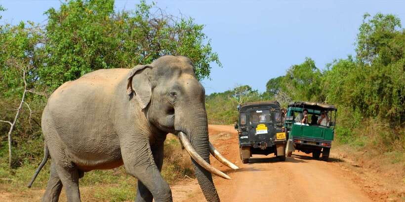 From Ella: Yala National Park Jeep Safari Tour - A Full Day From Ella to Yala