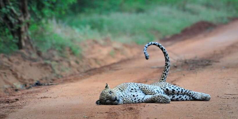 From Ella: Yala National Park Jeep Safari Tour - Who Will Enjoy This Safari Most