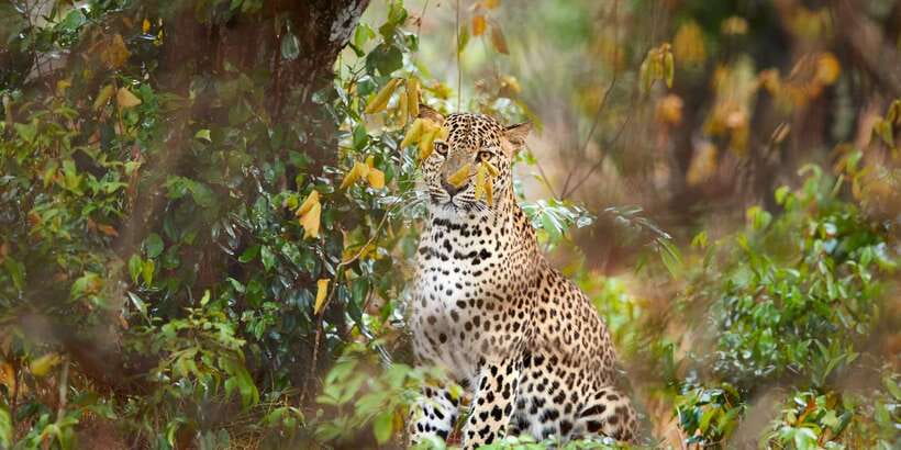 From Ella: Yala National Park Jeep Safari Tour - The Road South From Ella