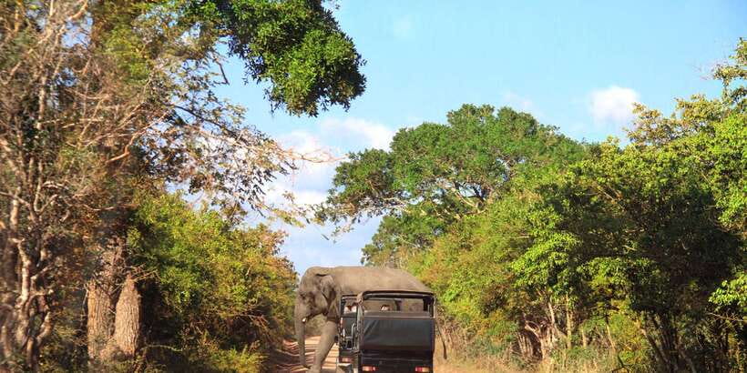 From Ella: Yala National Park Jeep Safari Tour - Why the 1:00 PM Start Matters