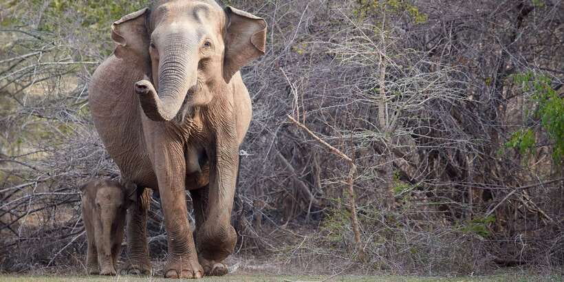 From Ella: Yala National Park Jeep Safari Tour - Birdwatching Around the Tanks