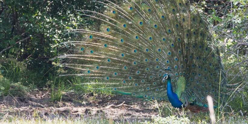From Ella: Yala National Park Jeep Safari Tour - What the Included Transport Is Worth
