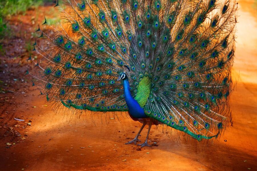 From Ella: Yala National Park Jeep Safari Tour - The Long Return to Ella