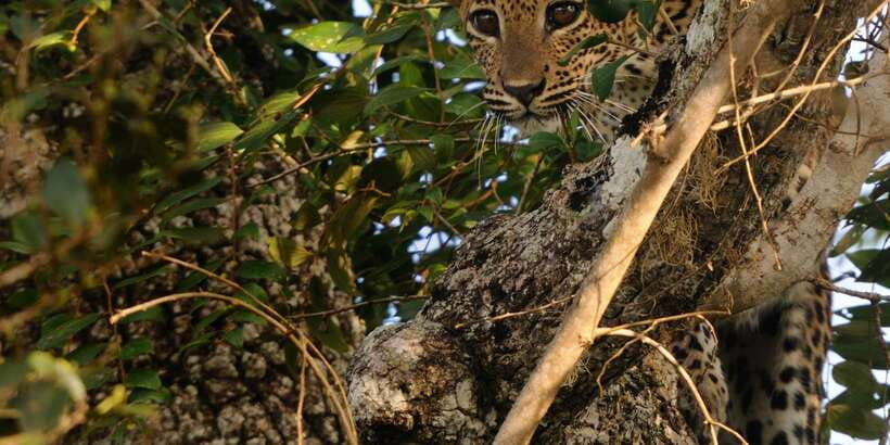 From Ella: Yala National Park Jeep Safari Tour - Practical Details Before You Book
