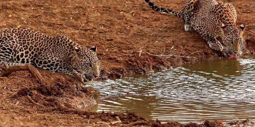 From Ella: Yala National Park Jeep Safari Tour - Four Hours Inside Ruhunu National Park