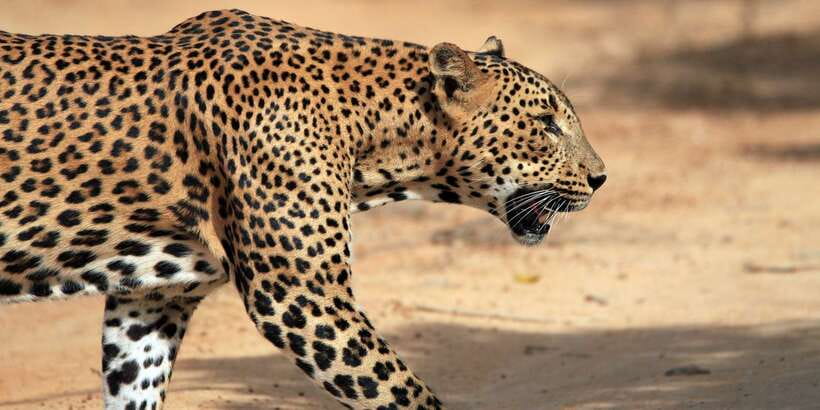 From Ella: Yala National Park Safari Tour in a 4x4 - FAQ
