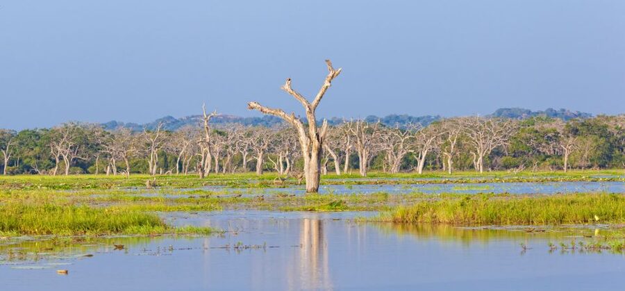 From Ella: Yala National Park Safari Tour in a 4x4 - Sunrise or afternoon: choosing your best chance