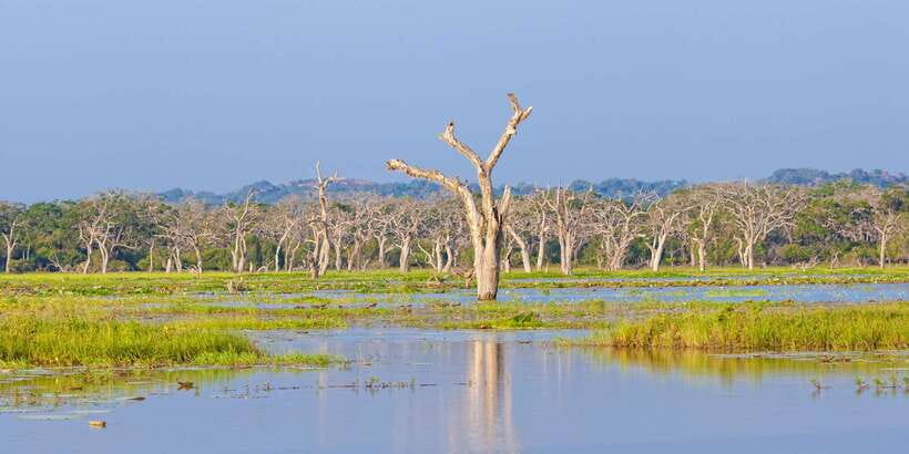 From Ella: Yala National Park Safari Tour in a 4x4 - Is the $49 price good value?