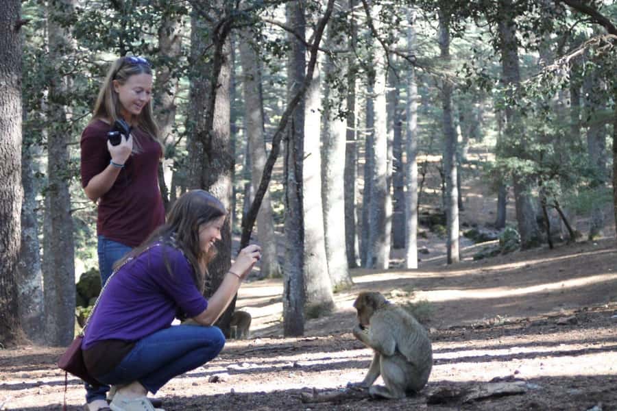 From Fez: Middle Atlas Day Trip with Ifrane National Park - Why this Middle Atlas trip makes a good break from Fez