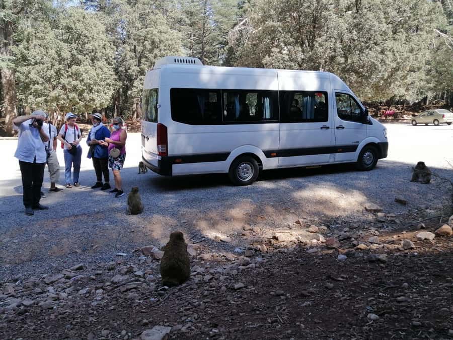 From Fez: Middle Atlas Day Trip with Ifrane National Park - Ain Vital and the road into Ifrane