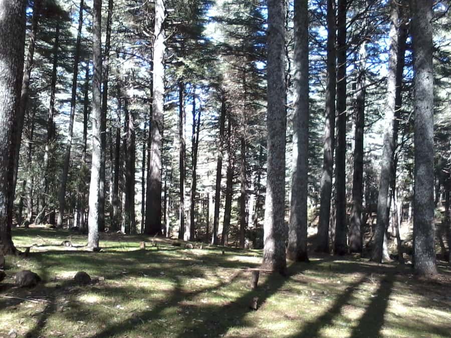 From Fez: Middle Atlas Day Trip with Ifrane National Park - Lunch and Azrou at 4,100 feet