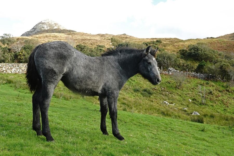 From Galway: Connemara National Park Full Day Tour - Who should book this day out?