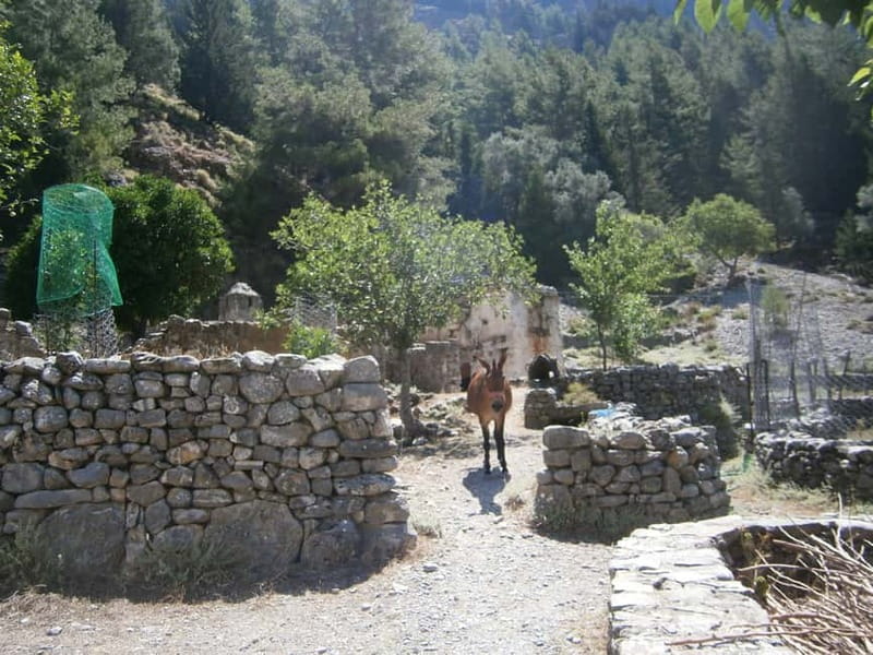 From Georgioupolis: Roundtrip Transfer to Samaria Gorge - From Georgioupolis to the Omalos Plateau