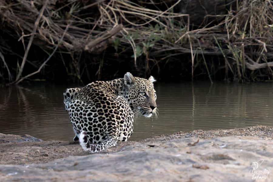 From Hazyview: Kruger National Park Full-Day Safari - Key points to know before booking