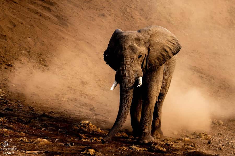 From Hazyview: Kruger National Park Full-Day Safari - A sunrise start from Hazyview