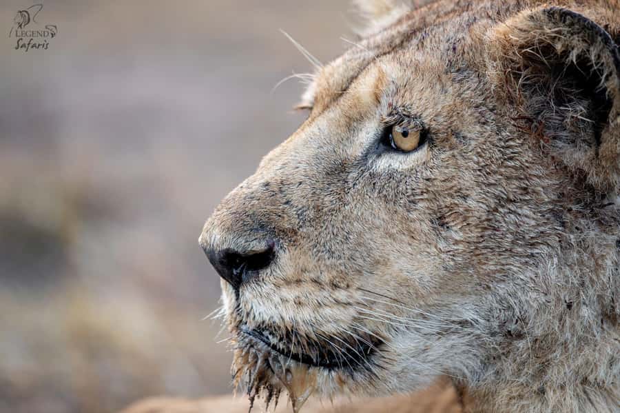 From Hazyview: Kruger National Park Morning Half-Day Safari - Why the 5 a.m. start matters