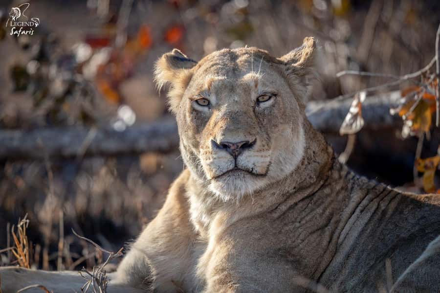 From Hazyview: Kruger National Park Morning Half-Day Safari - Who will get the most from this safari?