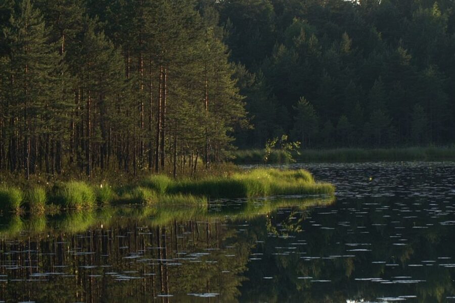 From Helsinki: Nuuksio National Park Half-Day Trip - Leaving Helsinki by train and local bus