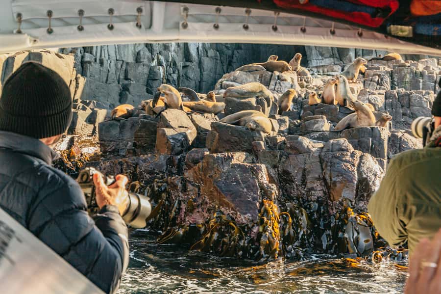 From Hobart/Adventure Bay: Bruny Island Wilderness Cruise - A ride that can be thrilling, cold and rough