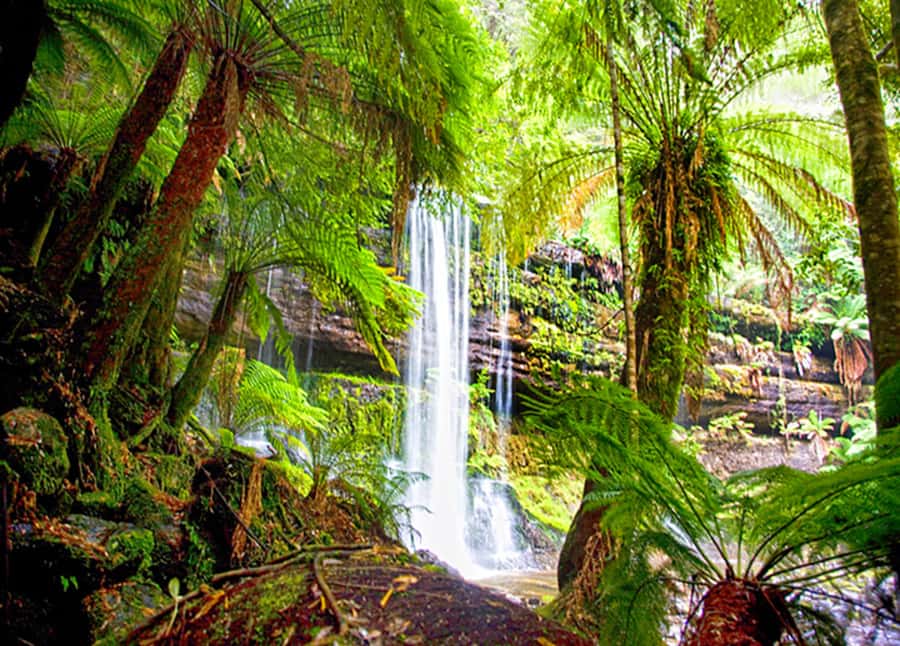 From Hobart: Mt. Field National Park and Russell Falls - Fifteen Minutes in New Norfolk