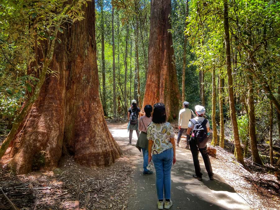 From Hobart: Mt. Field National Park and Russell Falls - Is $127 Good Value?