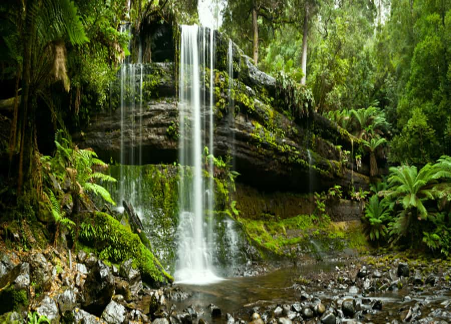 From Hobart: Mt. Field National Park and Russell Falls - Booking Flexibility and Meeting Details