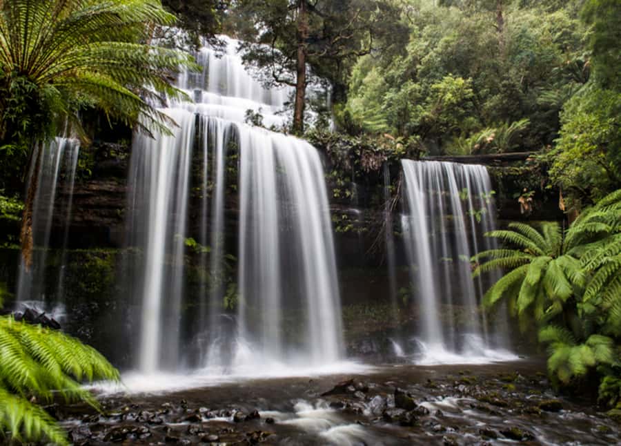 From Hobart: Mt. Field National Park and Russell Falls - Feeding Trout at Salmon Ponds