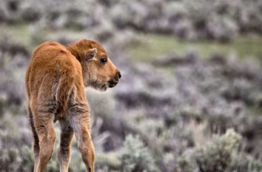From Jackson: Grand Teton Wildlife & Scenery Tour with Lunch - Key points to know before booking